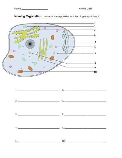 cell and organelles worksheet