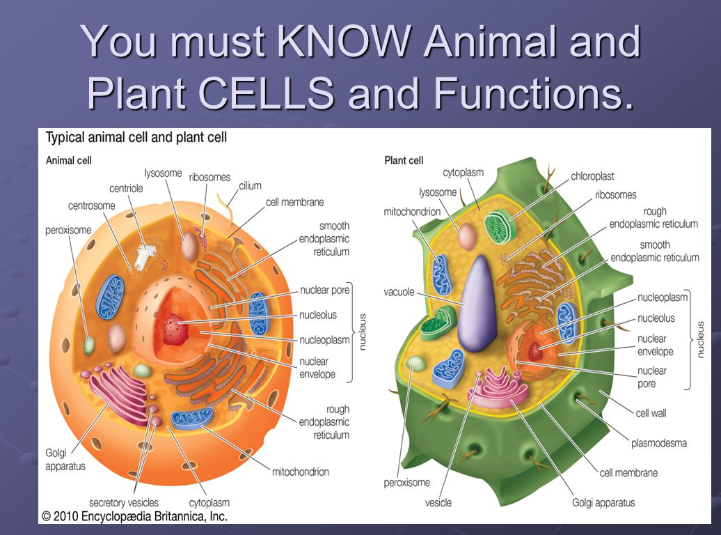 50 Cells and organelles Worksheet | Chessmuseum Template Library ...