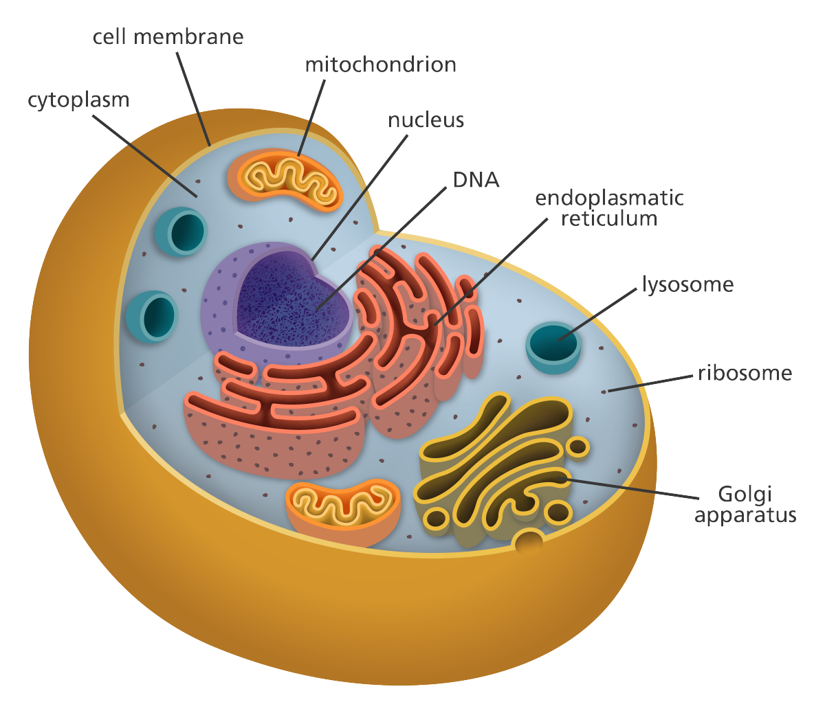 3. What Is a Cell? - LabXchange