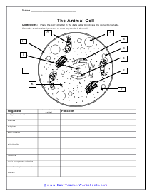 cell basics worksheet