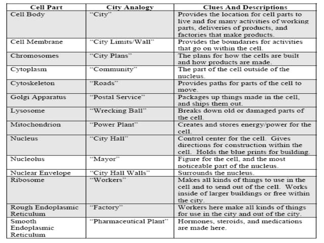 cell city analogy key