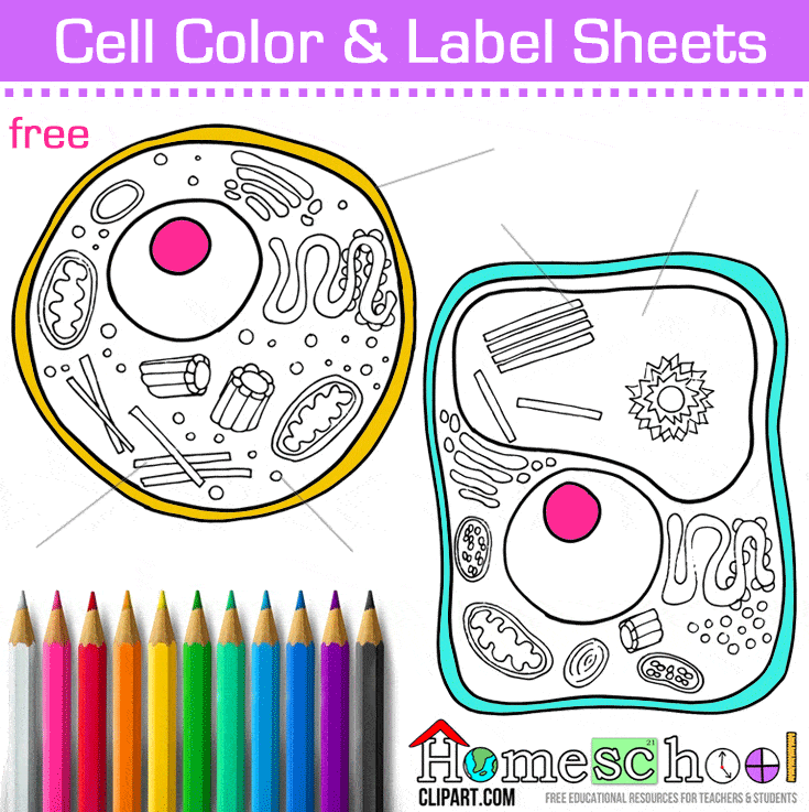 cell coloring worksheet