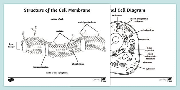 Structure of the Cell Membrane Coloring Sheet (teacher made)