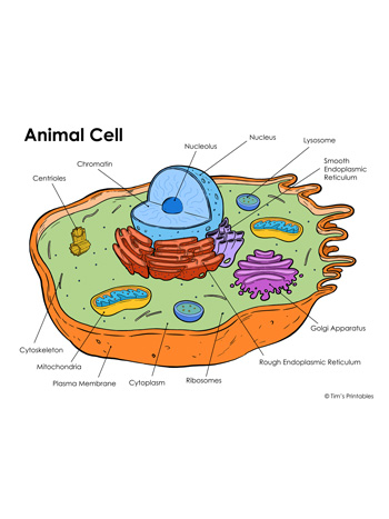 Animal Cell Diagram - Tims Printables