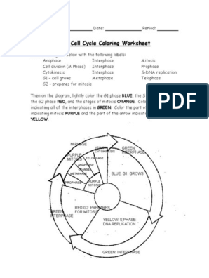 Free cell cycle coloring worksheet, Download Free cell cycle coloring