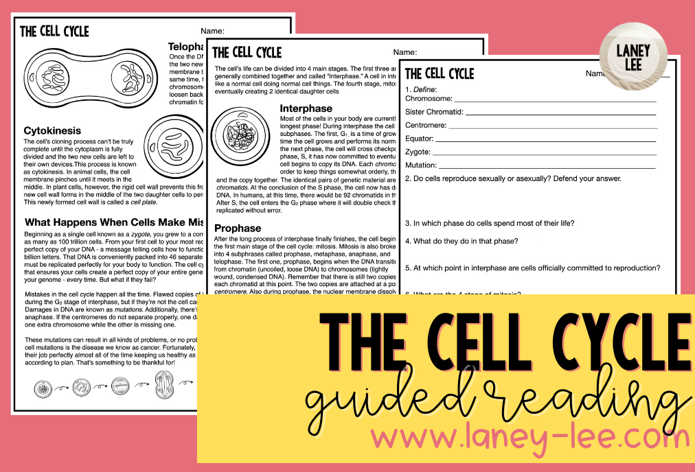 Cell Cycle Color by Number | Biology Review Worksheet Activity | TPT