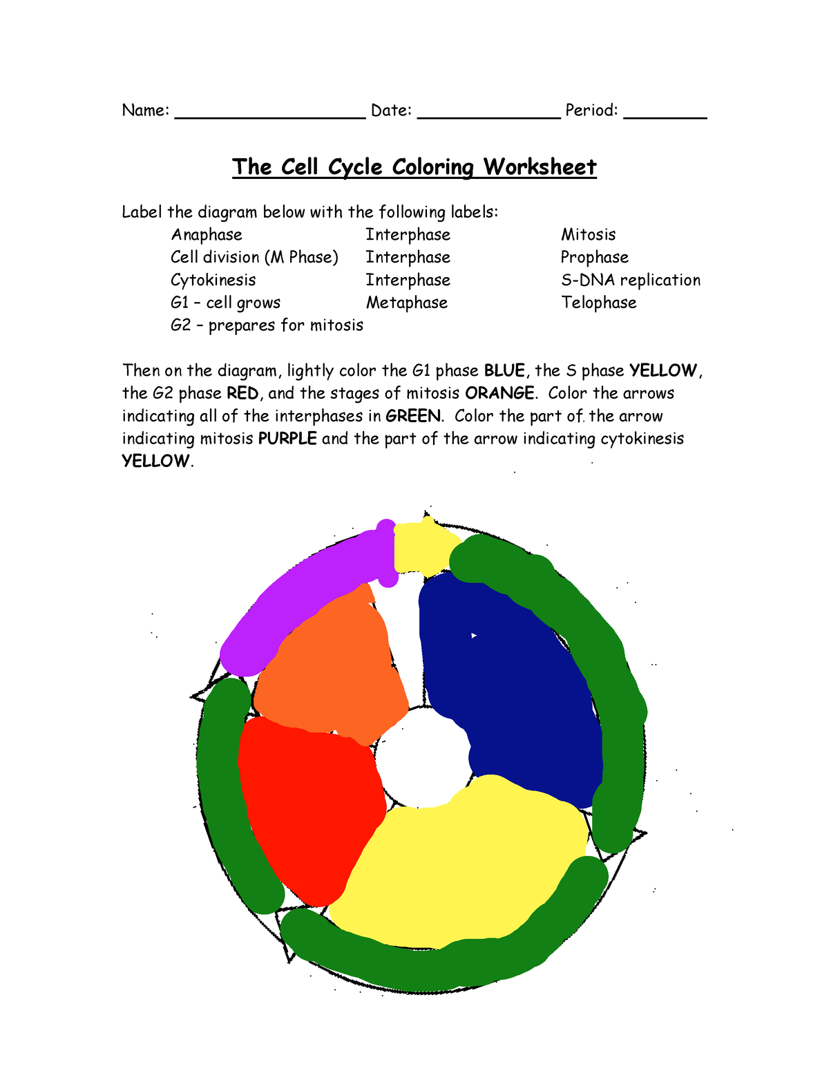 Free cell cycle diagram worksheet, Download Free cell cycle diagram