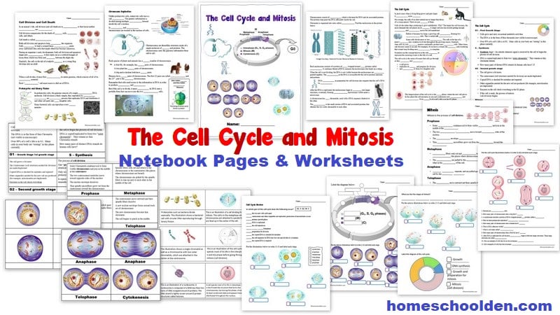 Free cell cycle diagram worksheet, Download Free cell cycle diagram