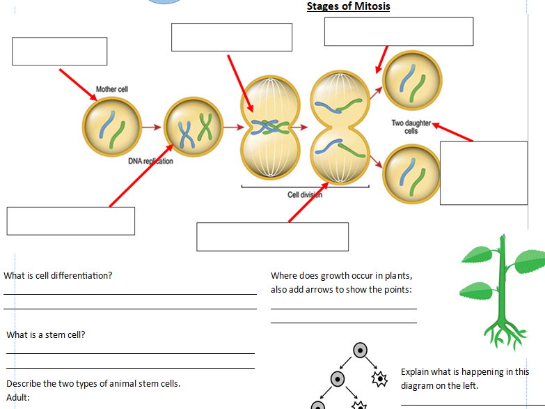 B2 Cell Division Worksheet/Powerpoint  