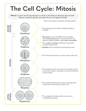 The Cell Cycle: Mitosis Handout | Worksheet 