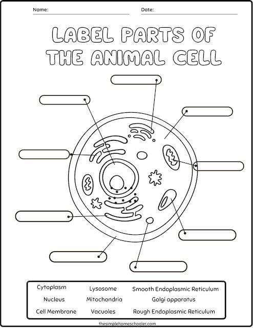 Free Cell Diagram Worksheet Download Free Cell Diagram Worksheet Png 