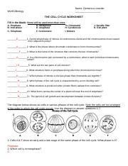 HANDOUT - Cell Cycle Review1.docx - Name: Demarcus crowder WLHS ...