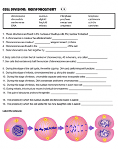 Reinforcement: Cell Division