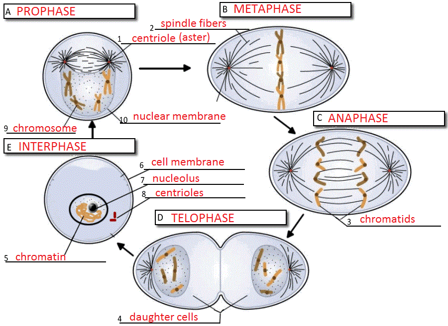cell growth and division worksheet