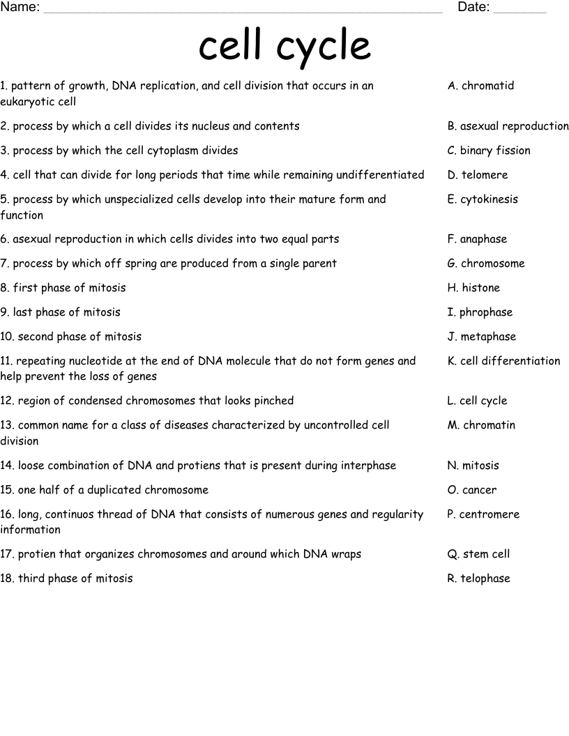 cell growth and division worksheet