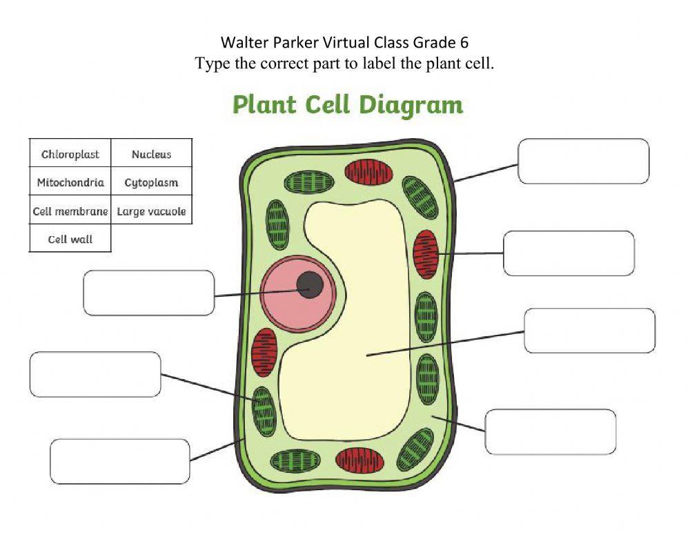 Parts of plant cell worksheet  