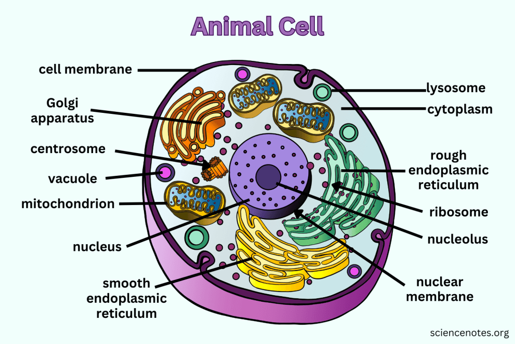 Animal Cell - Diagram, Organelles, and Characteristics