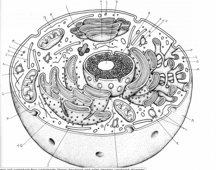 animal-cell-label-organelles-printable-worksheet-worksheets-library for Free Printable Cell Diagram To Label Animal Cell Label Organelles — Printable Worksheet - Worksheets Library for Free Printable Cell Diagram To Label