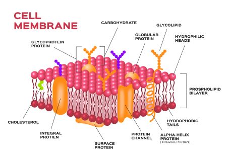Quiz &  Worksheet - Cell Membrane Structure &  Properties | Study.com