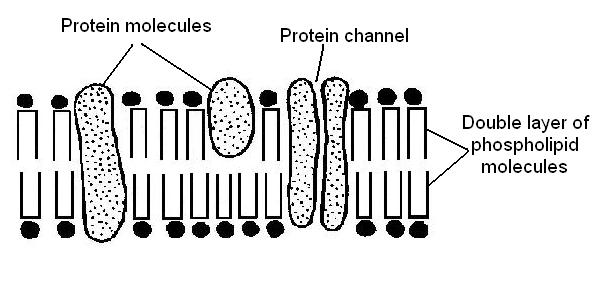 The Anatomy and Physiology of Animals/Plasma Membrane Worksheet ...