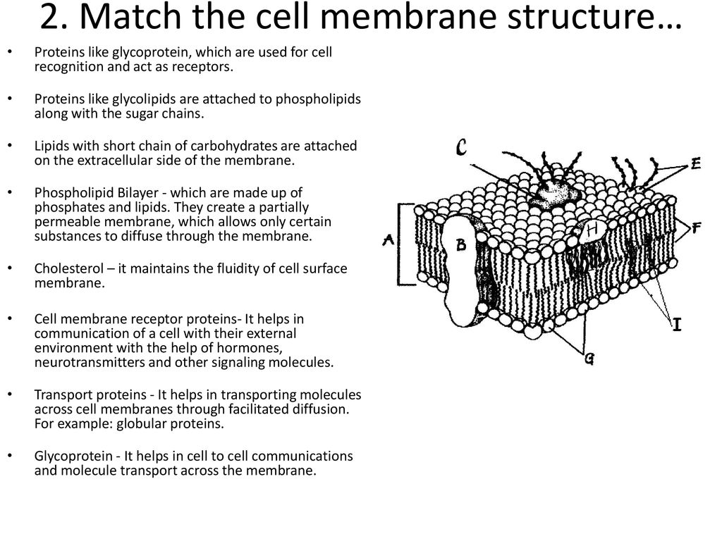 Cell Transport Worksheet - ppt download