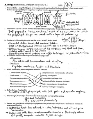 IB Cell Membrane &  Transport Review Key (1.3-1.4) | PDF