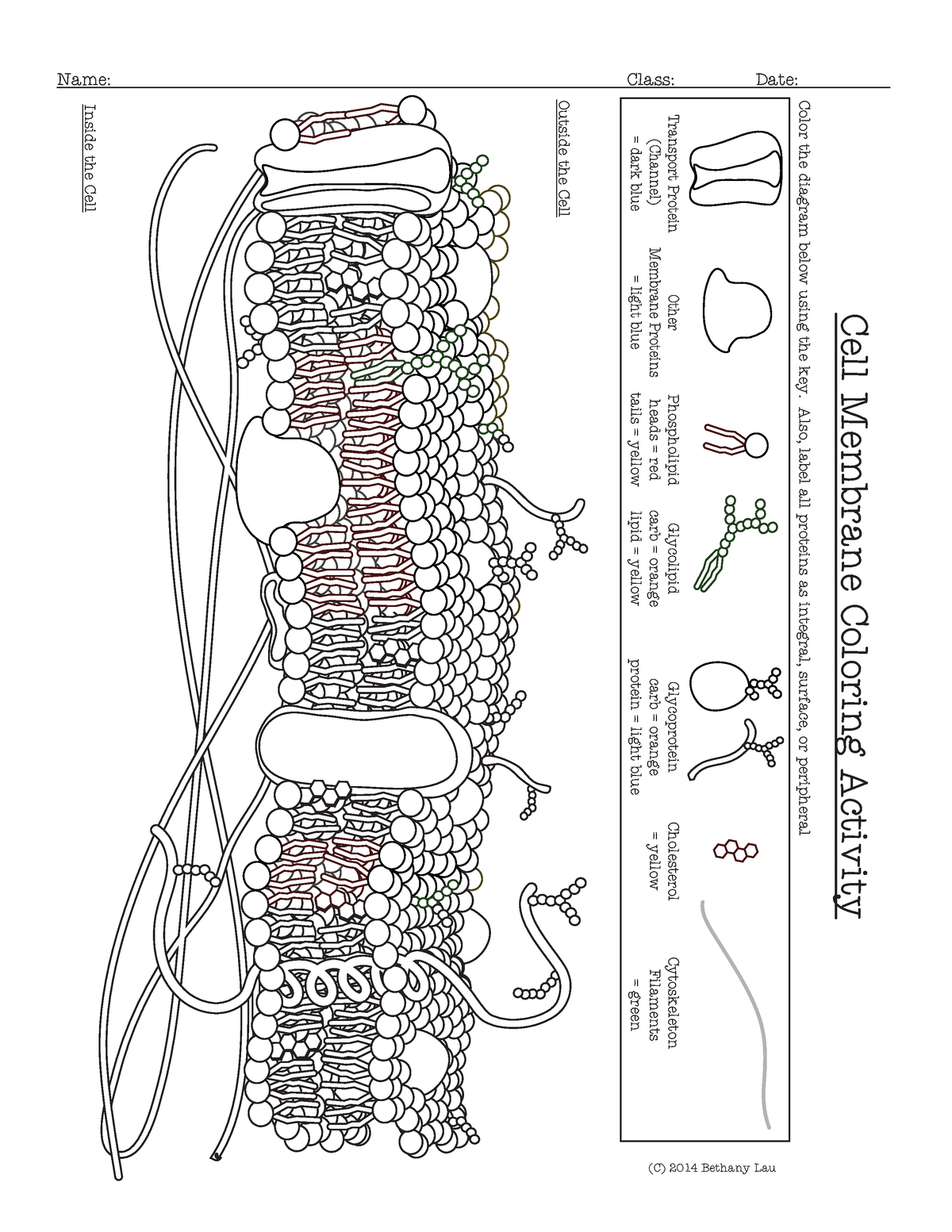 Cell Membrane Coloring Activity Help Students Identify Key ...