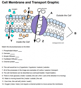 Label a Graphic on the Cell Membrane and Transport