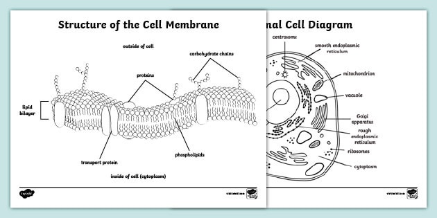 Structure of the Cell Membrane Coloring Sheet (teacher made)