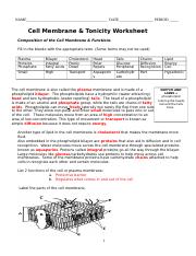 Cell Membrane &  Tonicity Worksheet Answers 1 1 .docx - NAME DATE ...