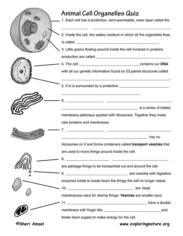 cell organelle research worksheet