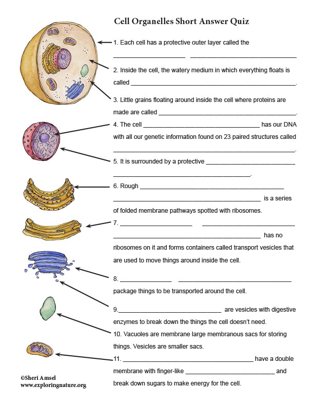 cell organelle research worksheet