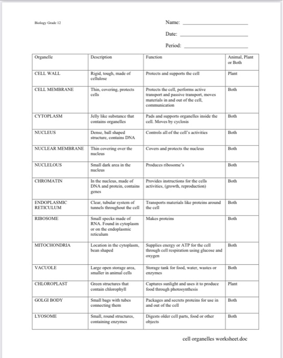 cell organelles and functions worksheet