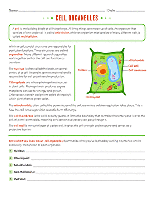 cell organelles and their functions worksheet answers