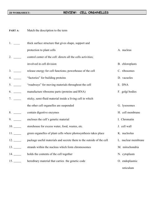 cell organelles and their functions worksheet