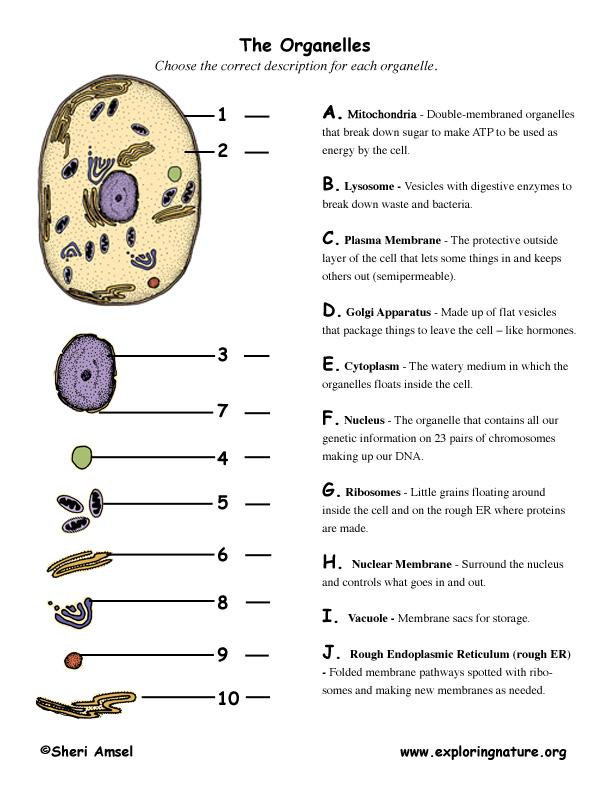 cell organelles and their functions worksheet
