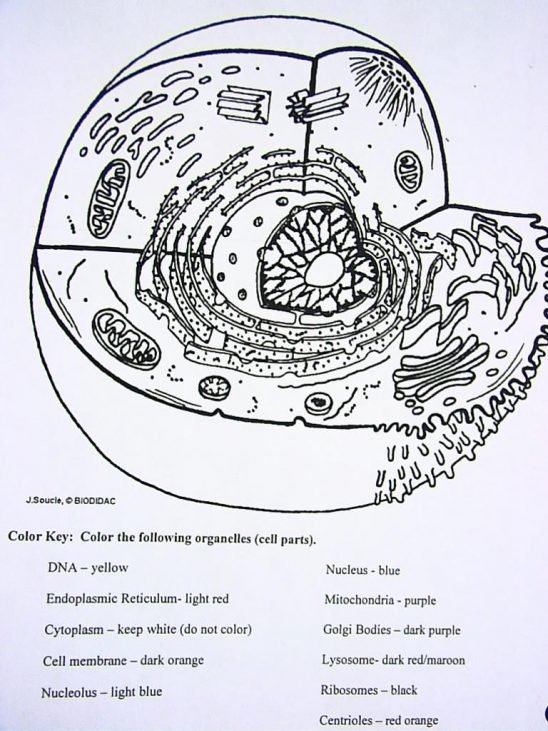 Cell Organelle Coloring Worksheet
