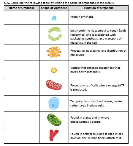 cell organelles worksheet answer key
