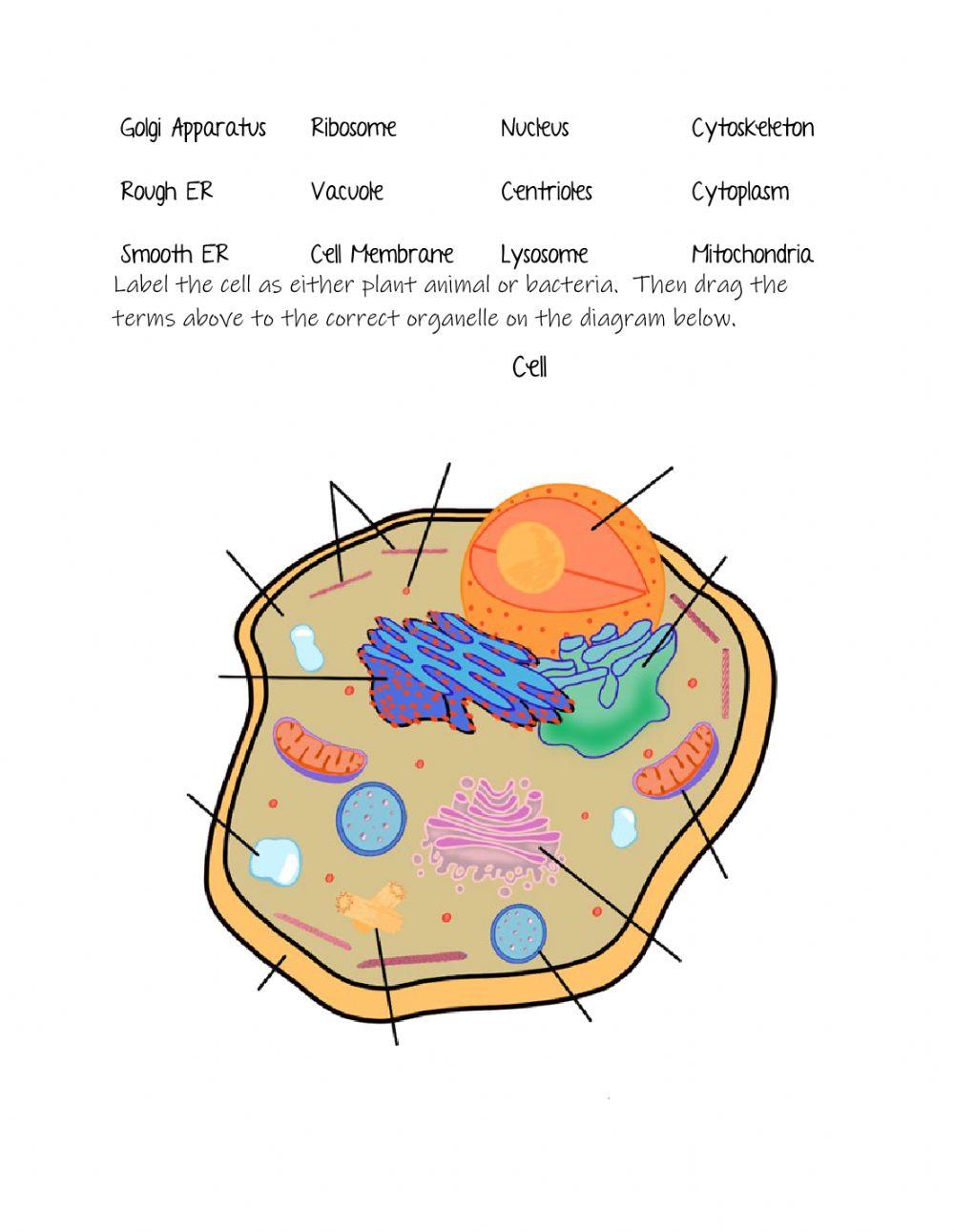Cell Organelles interactive worksheet  