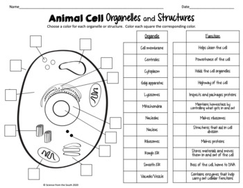 cell organelles worksheet high school
