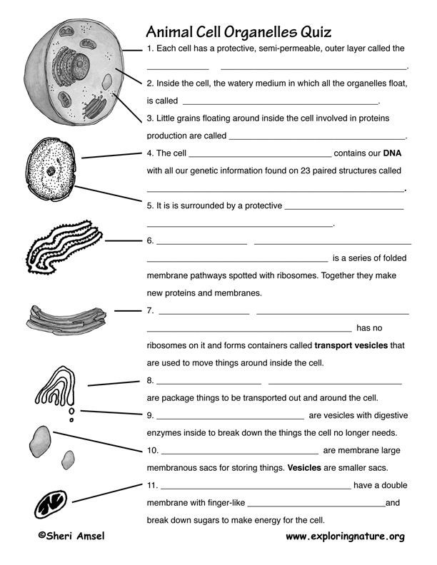 cell organelles worksheet high school