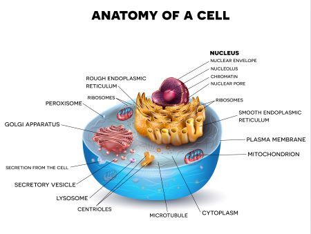 cell parts and functions worksheet
