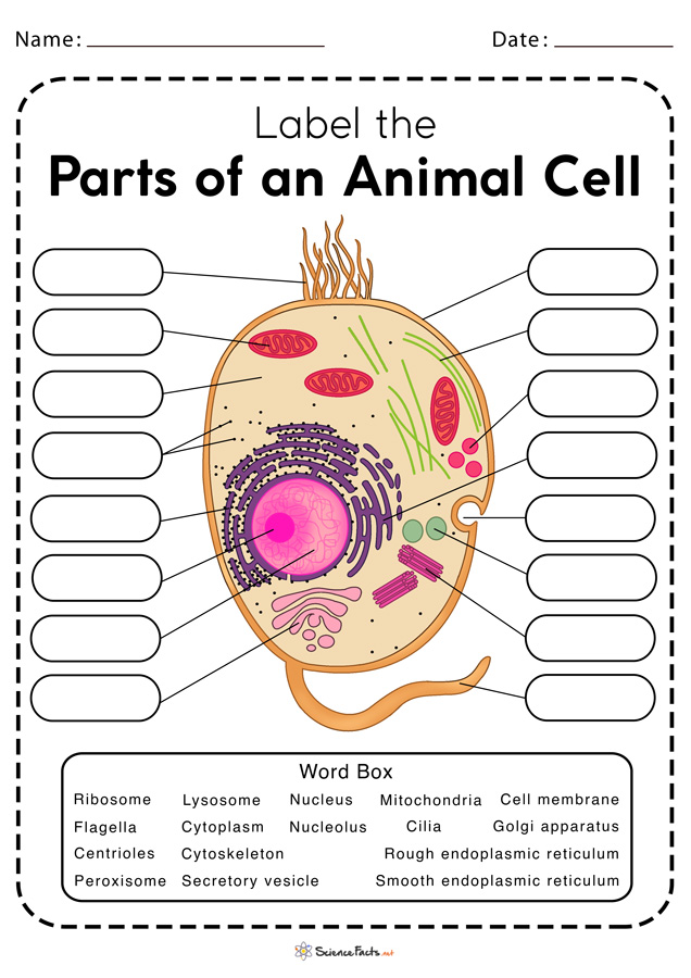 cell parts worksheet