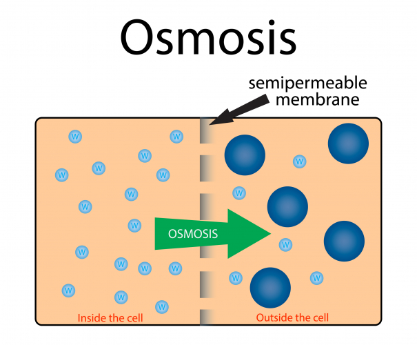 cell processes worksheet