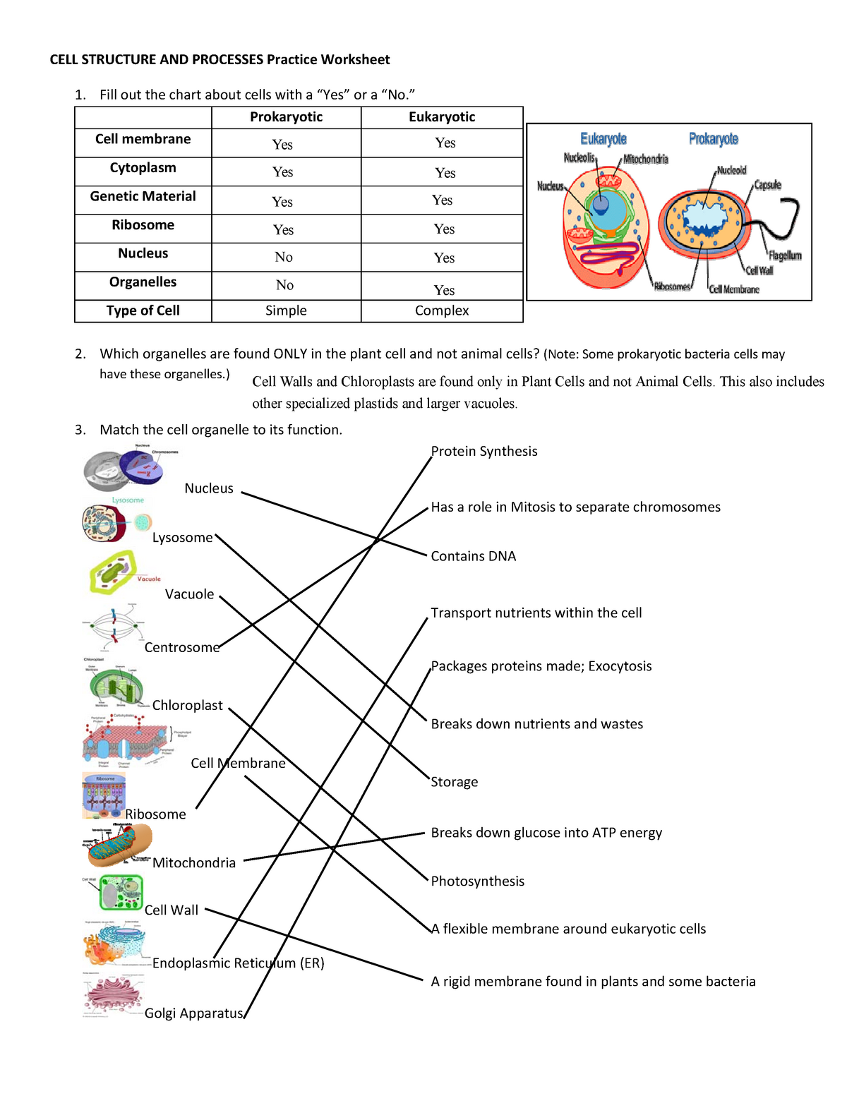 Cell Structure Practice - CELL STRUCTURE AND PROCESSES Practice ...