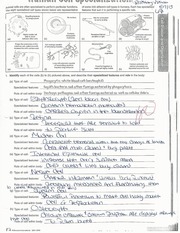 Human Cell Specialization Worksheet - {Mew—J Animal cells are ...