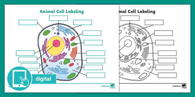 Picture of Animal Cell Labeling Activity | Digital Resources