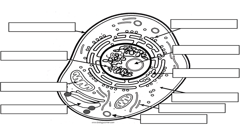 Reinforcement: Label the Structures of the Cell
