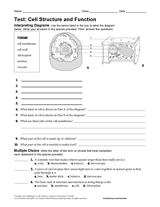 Cell Structure