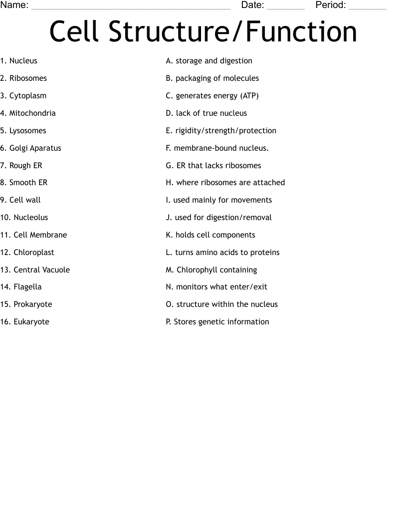 Cell Structure/Function Worksheet - WordMint